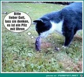 funpot0000045855_x300_y000.webp
