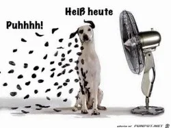 funpot0000262599_x250_y187.webp