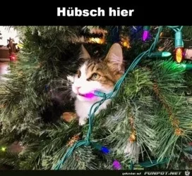 funpot0000336050_x300_y000.webp