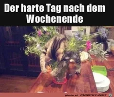 funpot0000817475_x300_y000.webp