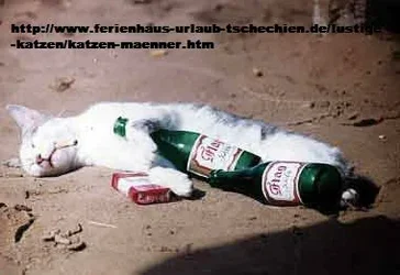 24149382vx.webp